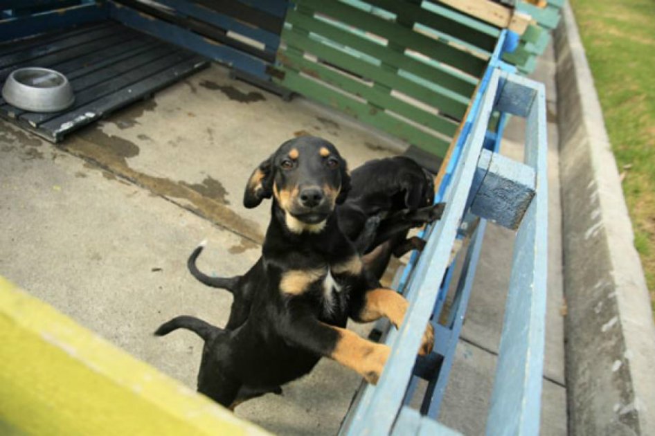 Semanalmente, 50 animales callejeros ingresan al Centro de Acogida en Bogotá