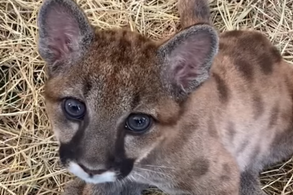 Dos crías de puma fueron rescatadas y adoptadas por el Bioparque Ukumarí de Pereira