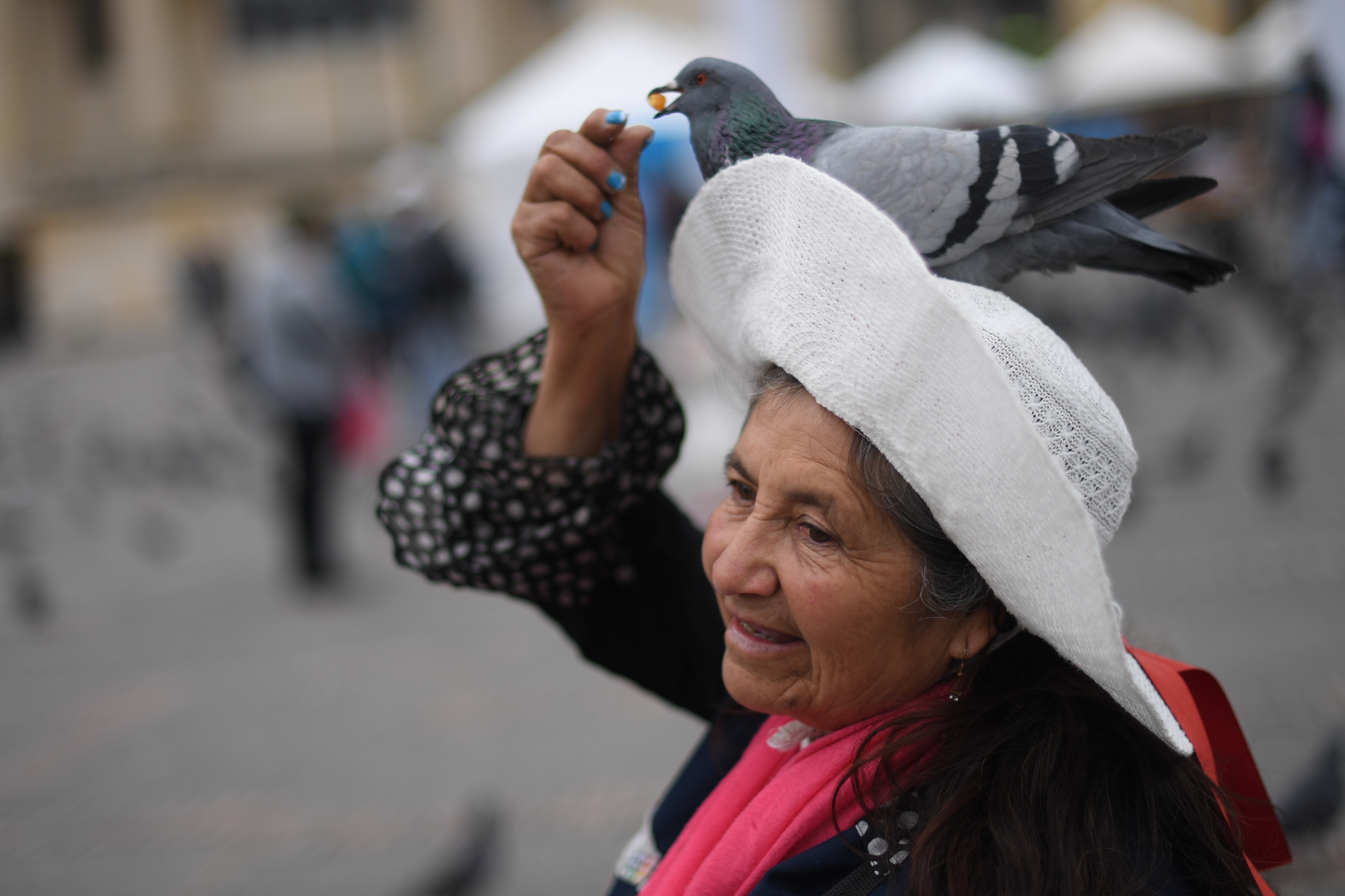 El plan para acabar la venta de maíz y la sobrepoblación de palomas en la Plaza de Bolívar