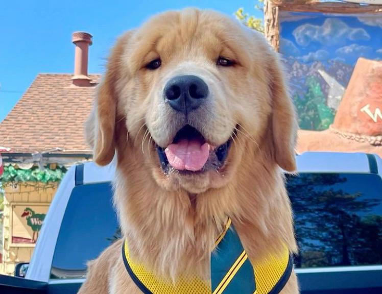 Max III, el perro que fue elegido alcalde de un pueblo en Estados Unidos