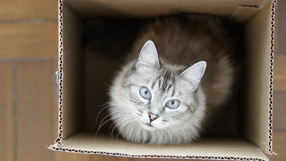 (VIDEO) ¿Por qué los gatos aman las cajas?