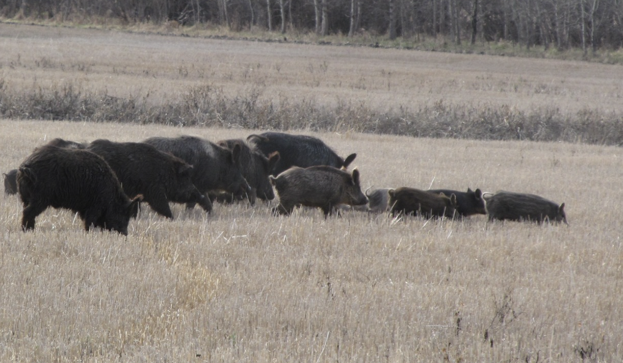 “Supercerdos” invaden Estados Unidos: así es la especie que alerta a las autoridades