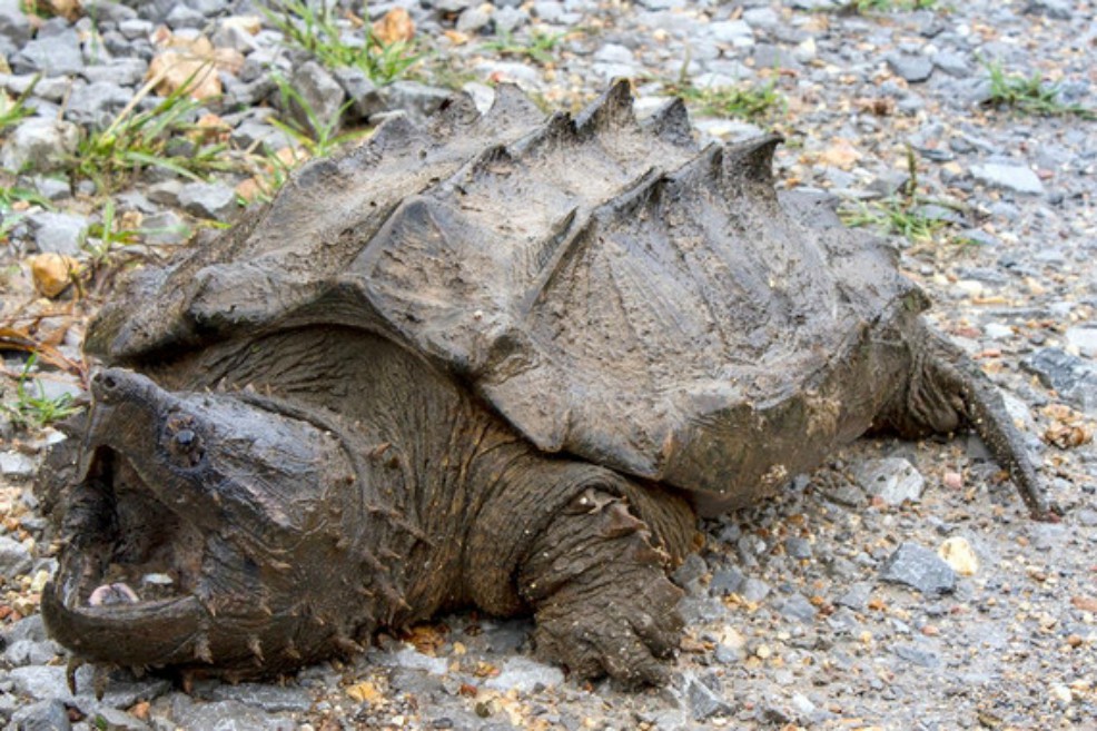 La especie de tortuga que reapareció tras 30 años sin dar señales de vida