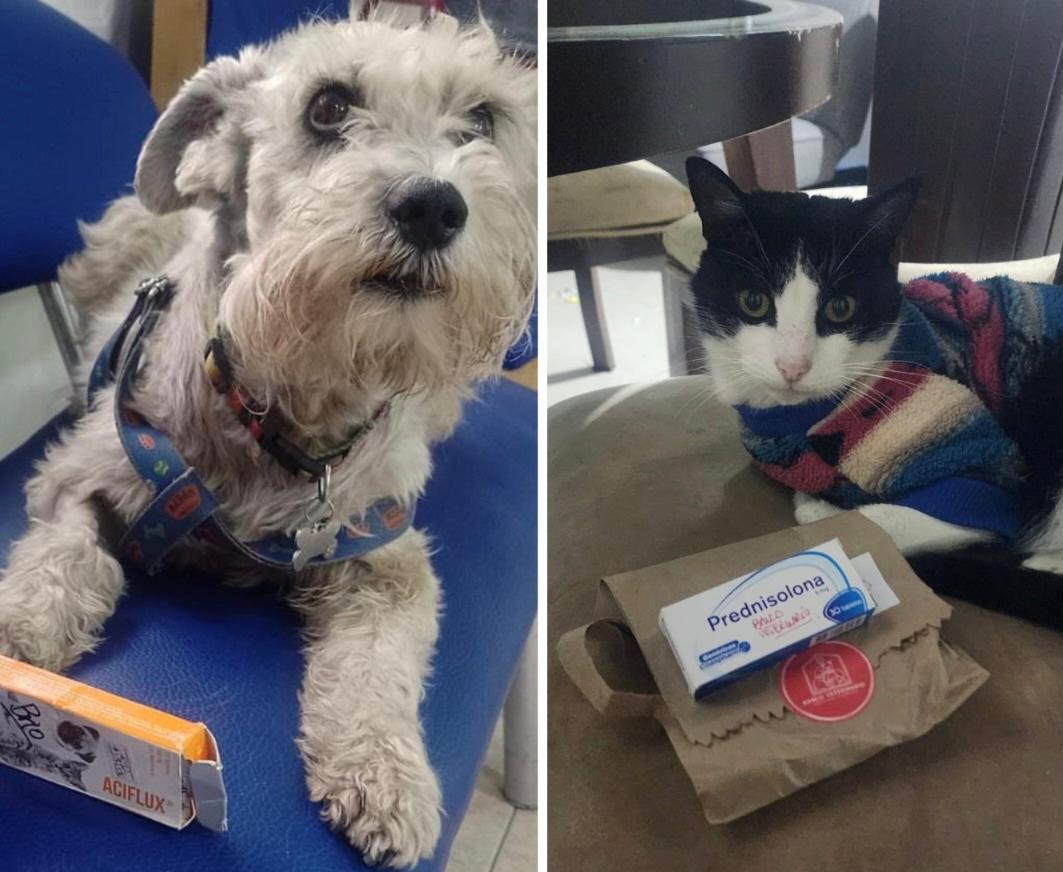 Así es el primer banco veterinario de alimentos y medicamentos en Colombia