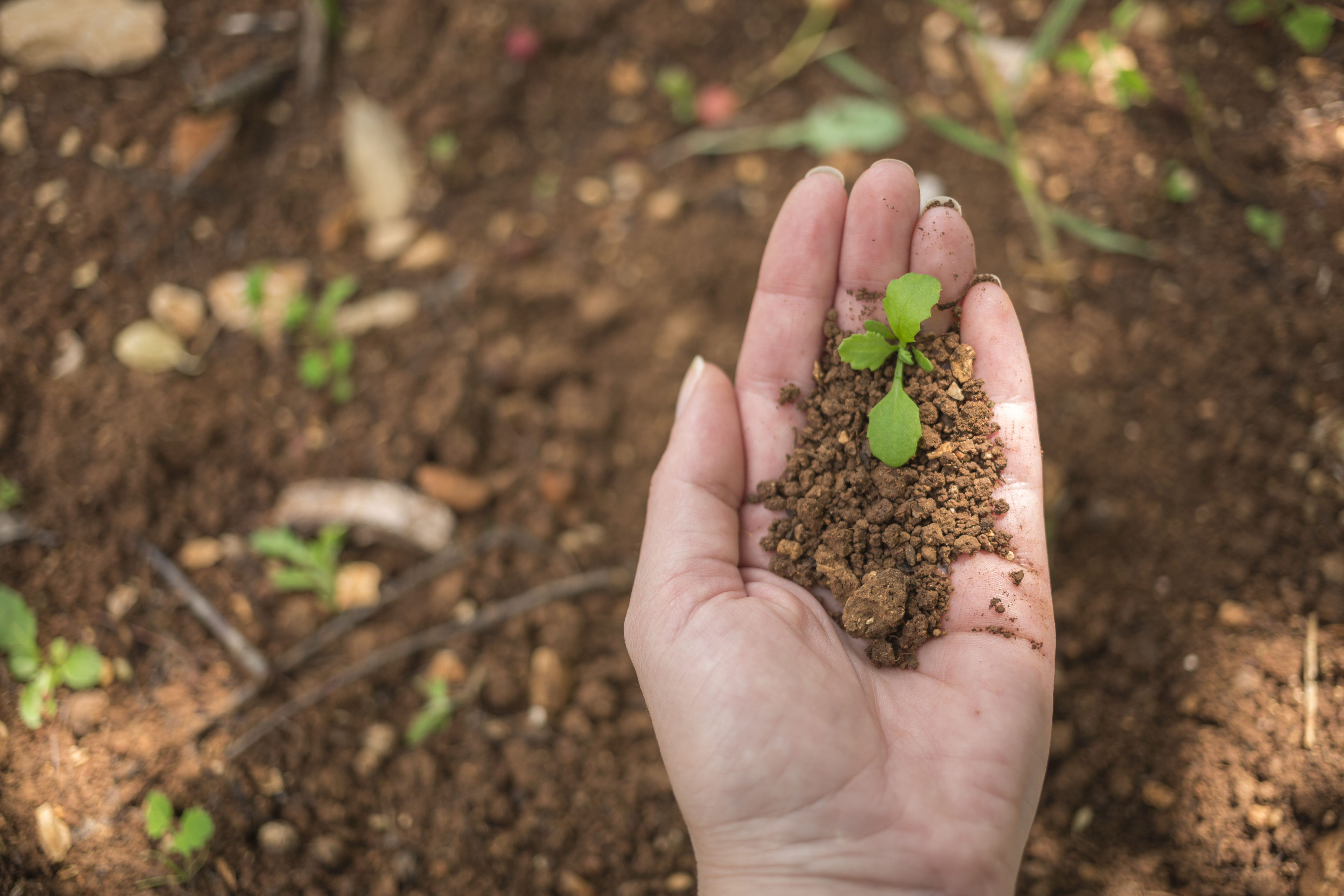 Antes de preparar un sustrato casero, es recomendable informarse sobre las necesidades de pH, drenaje y humedad de la planta que se desea cultivar