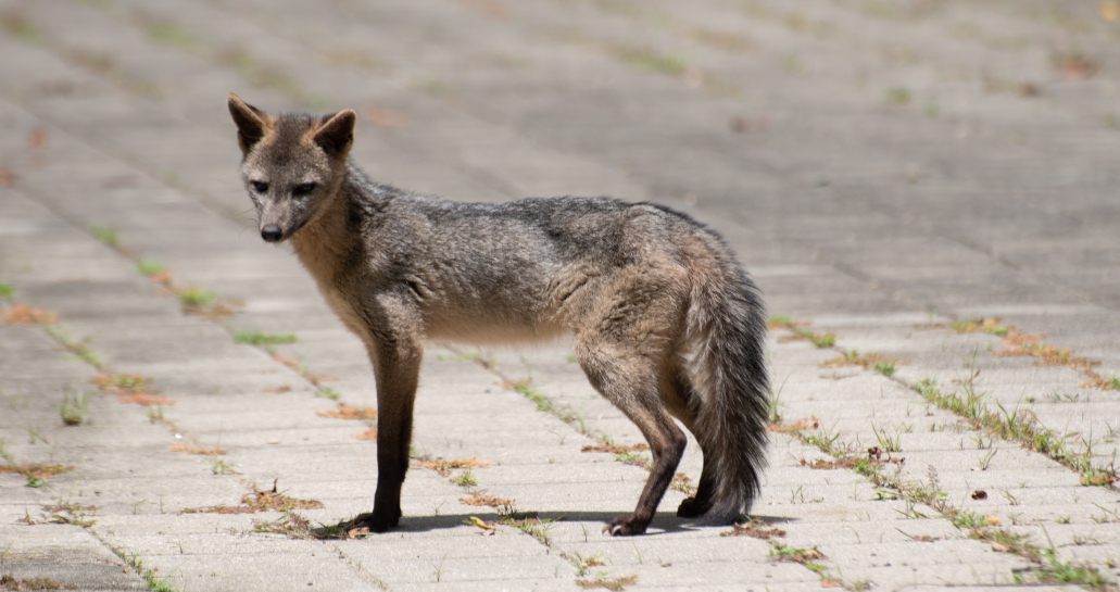 El aumento de la temperatura mundial también afecta a los animales en las ciudades