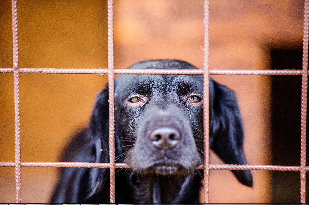 Abandono y hacinamiento: los casos más comunes  de maltrato animal