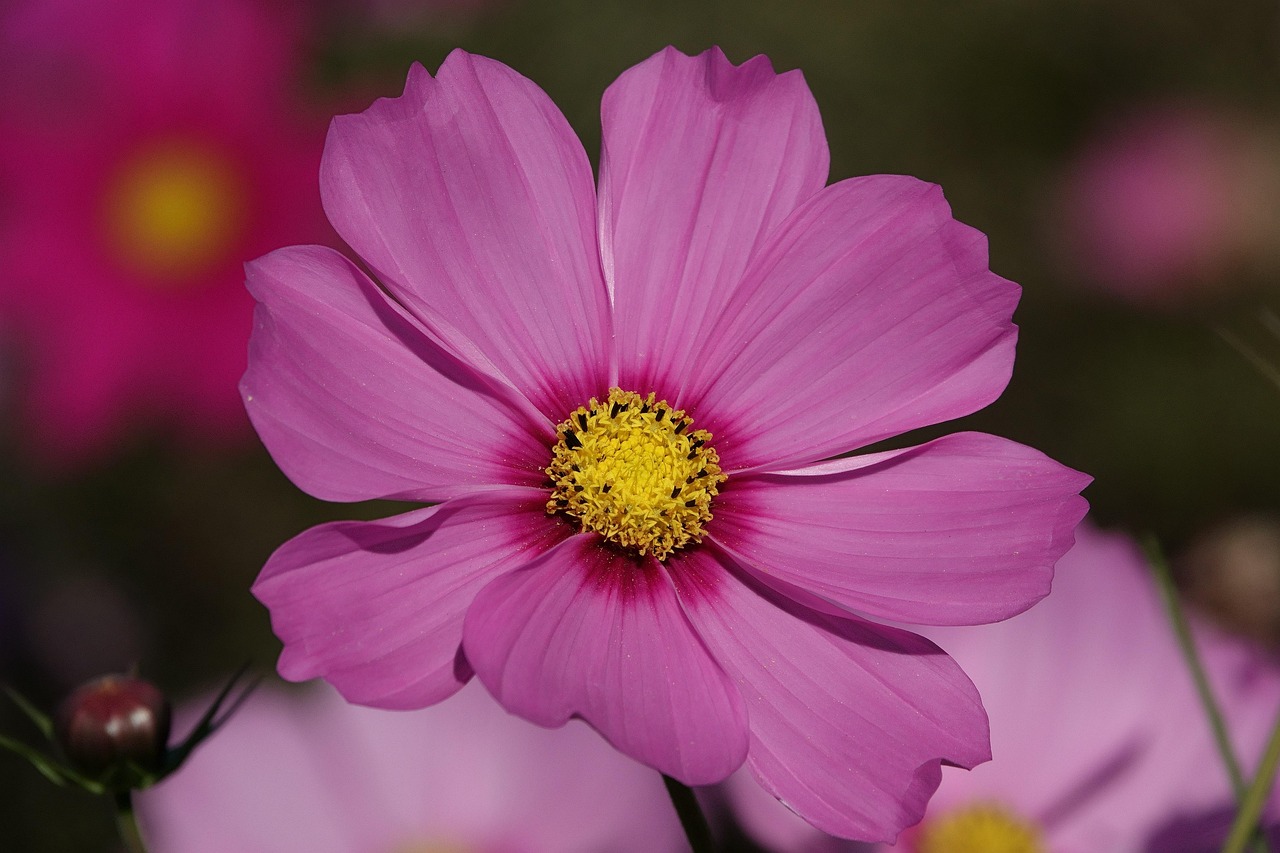 Cosmos: cómo cuidar la flor que perfumará su jardín