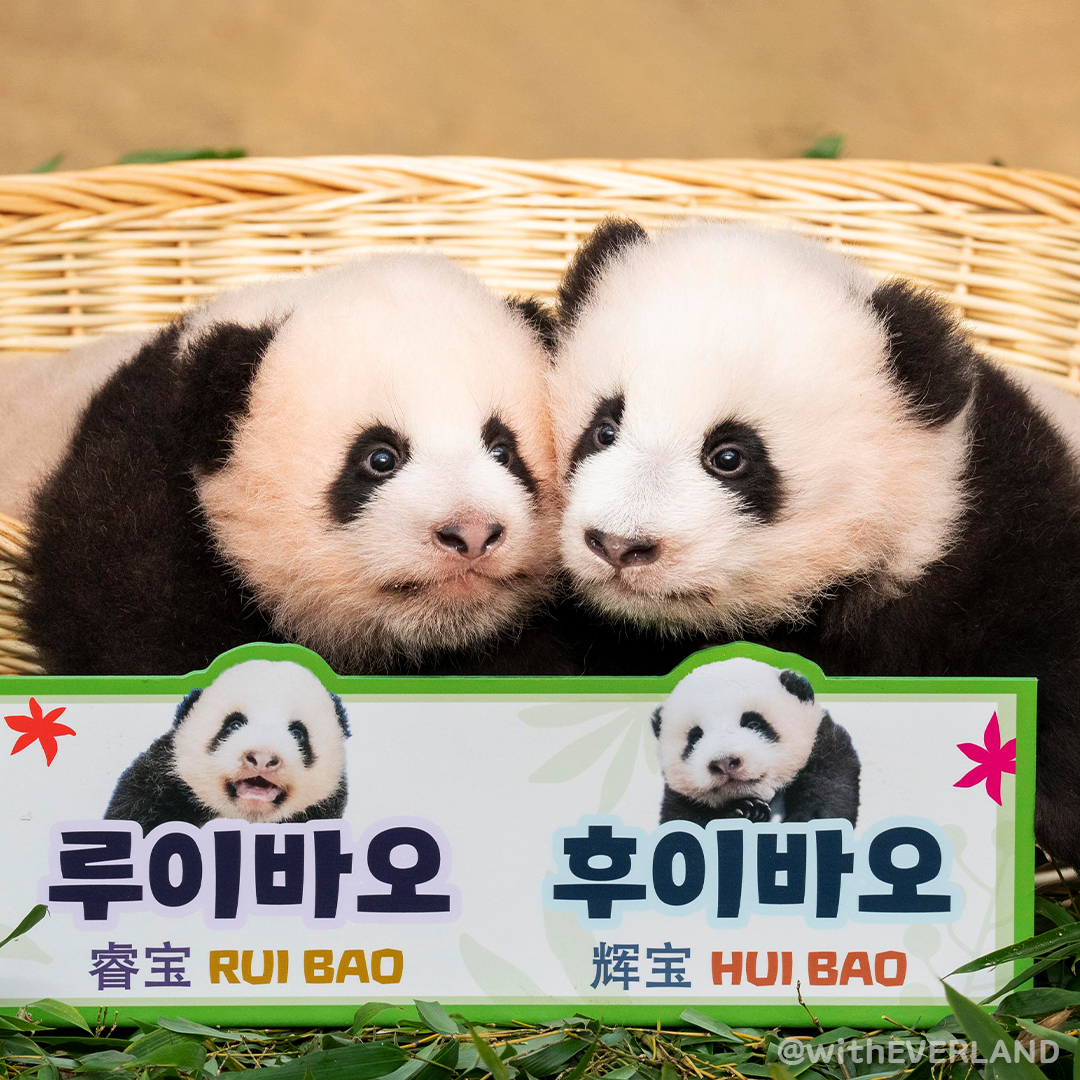 ¡Ya tienen nombre! Así se llama la pareja de pandas gemelos que nació en Seúl