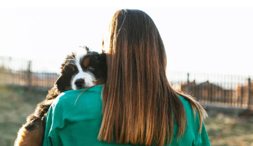 Imagen de referencia.En el refugio esperaba adoptar un cachorro, pero se conmovió al conocer a un perro de siete años, de gran tamaño y con una mirada triste.