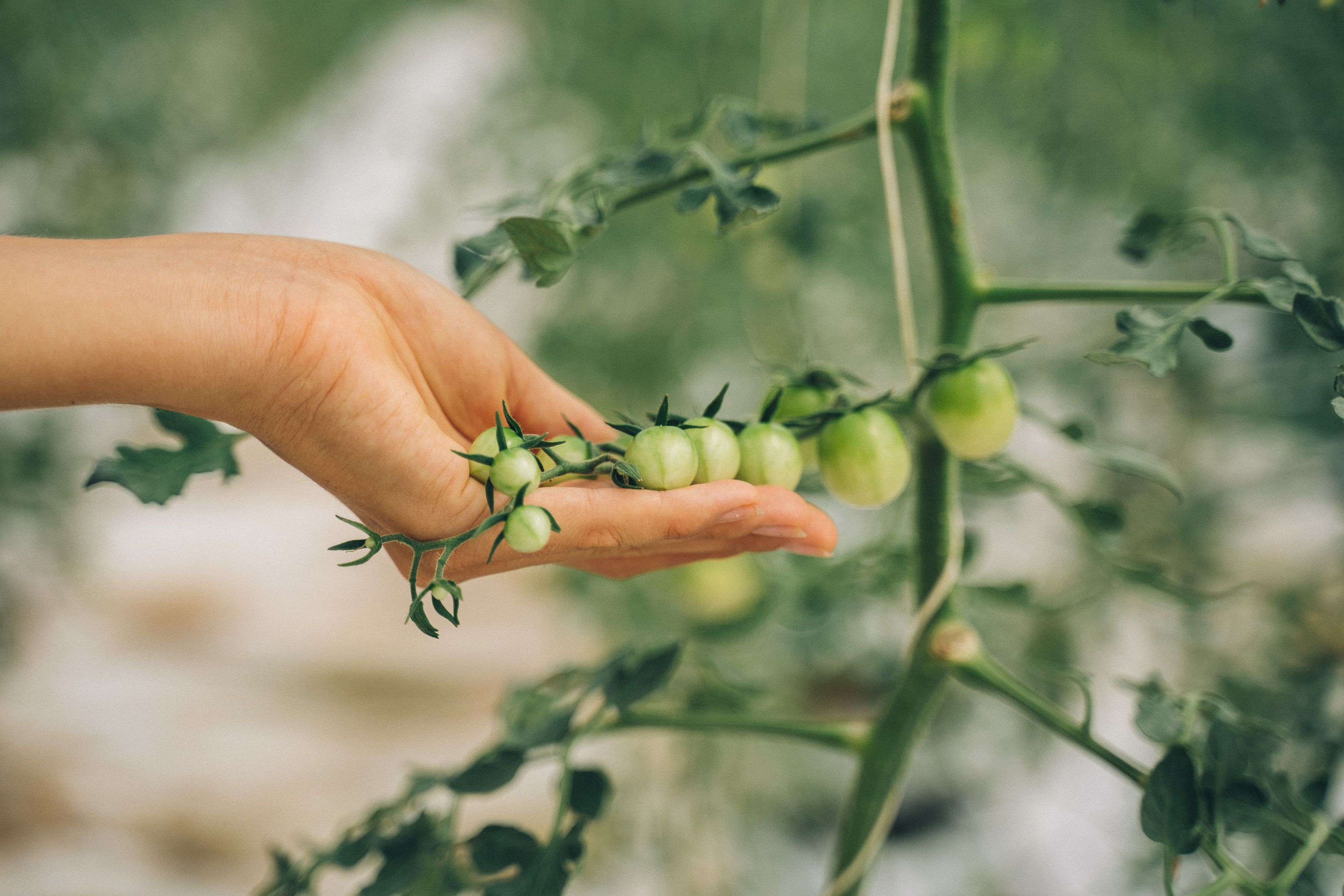 ¿Qué significa que una planta sea perenne, anual o bienal?