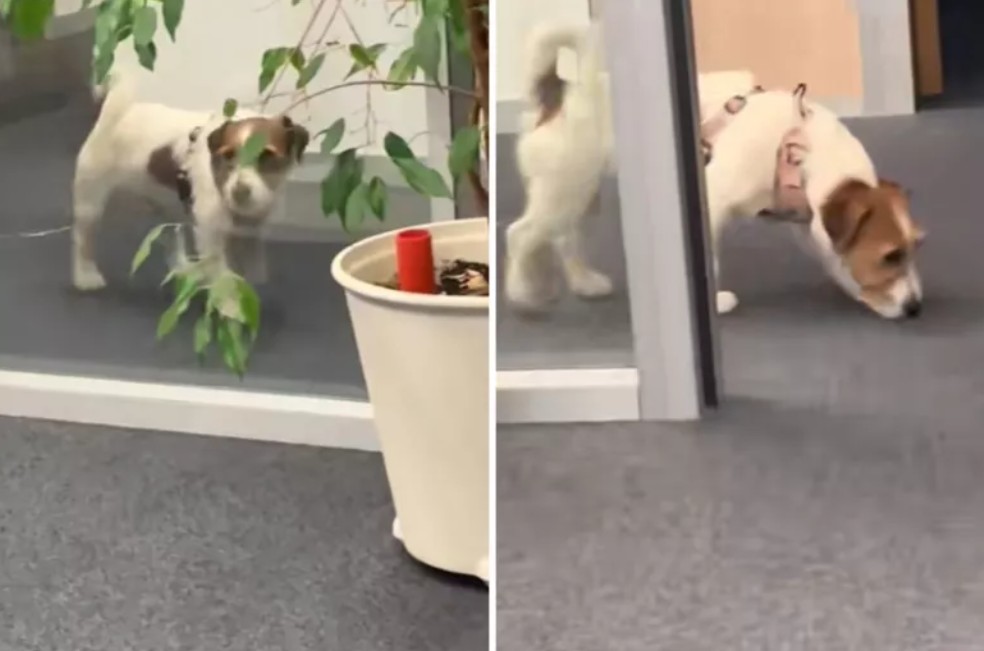 ¿Pensando en llevar a su perro al trabajo? Esto aprendió una dueña tras intentarlo