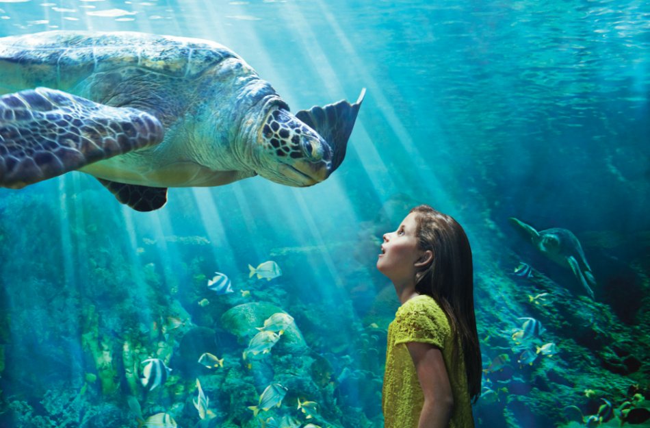SeaWorld Abu Dabi estará en la isla de Yas junto a parques temáticos como Ferrari World, Yas Waterworld y próximamente Warner Bros. World. / Cortesía SeaWorld