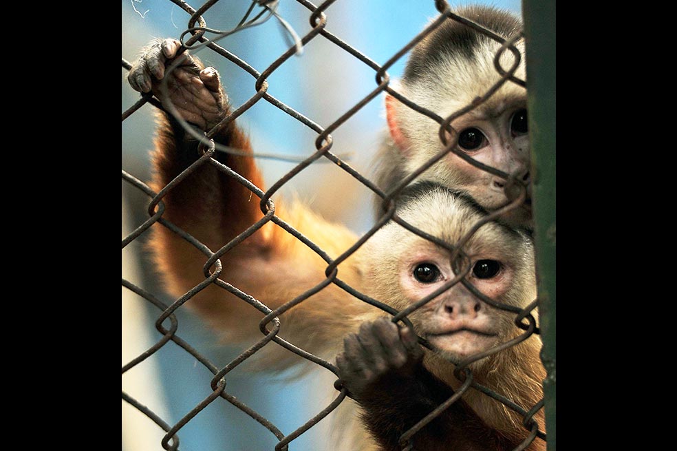 Cacería animal en Semana Santa a manos de traficantes
