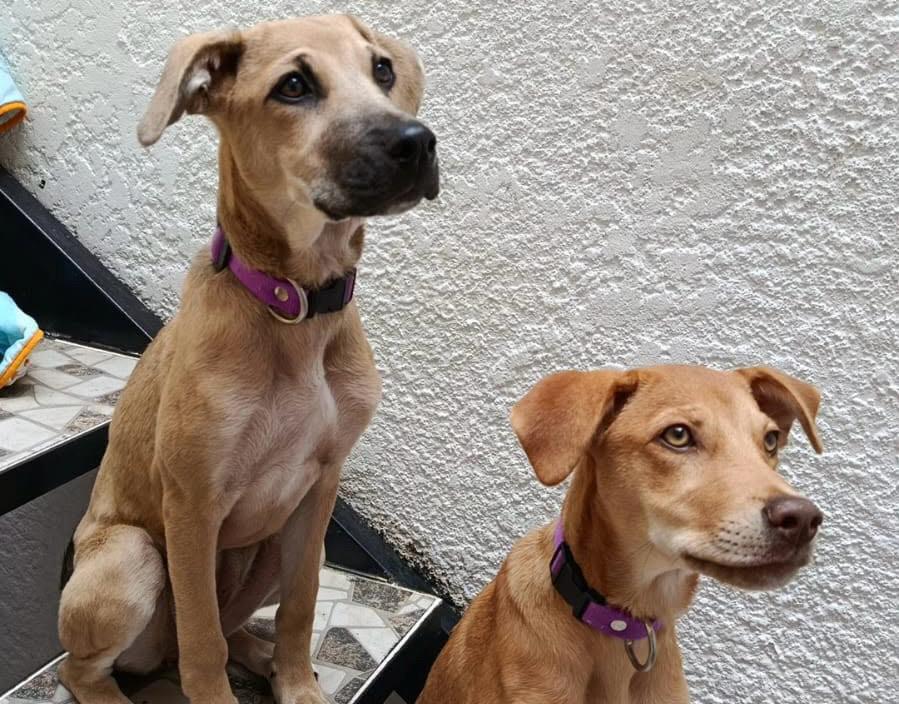 Buscan hogar para Celeste y Enriqueta: “las llevaremos a donde sea por una familia”