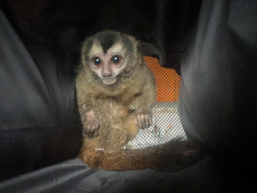 Recuperan monos nocturnos, loros y un mico ardilla que eran tenidos como mascotas
