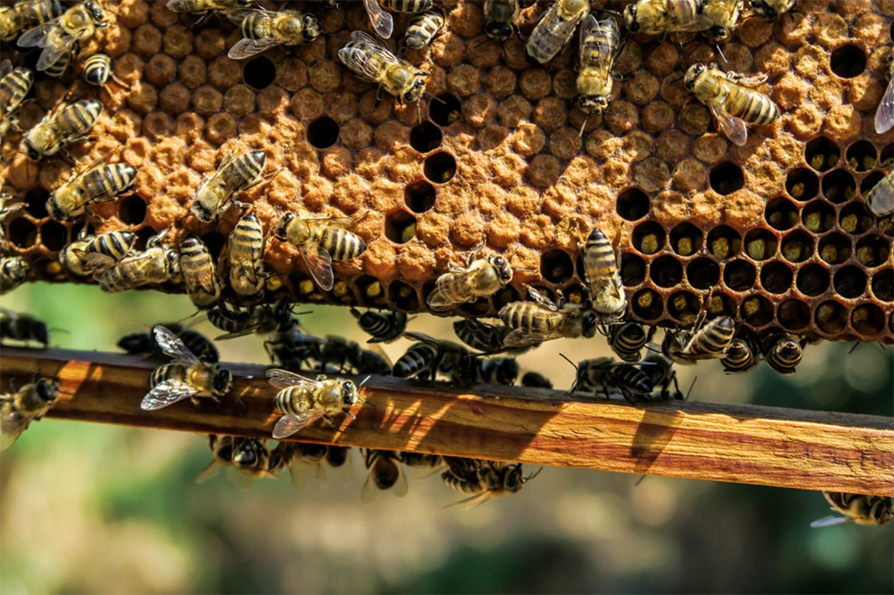 Trump retira la restricción a los pesticidas