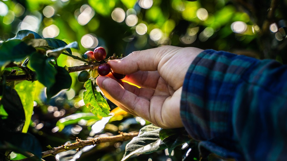 Mercado cafetero de países nórdicos espera la presencia del café colombiano