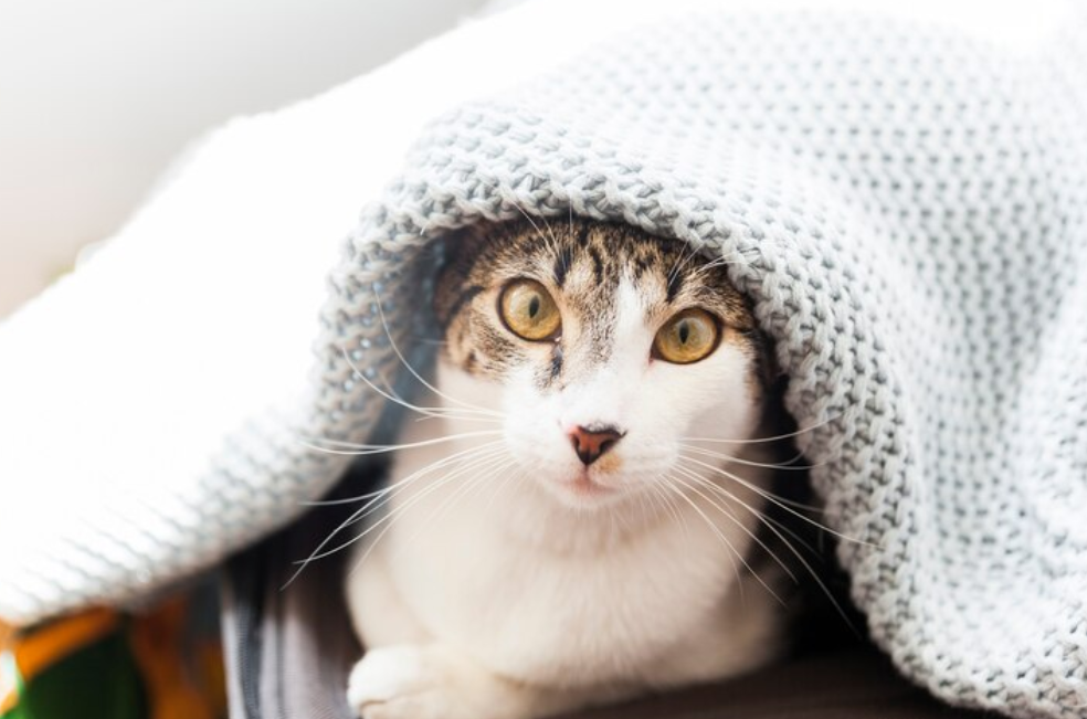 Así afecta la pólvora a su gato: ¿qué hacer y cómo ayudarlo?