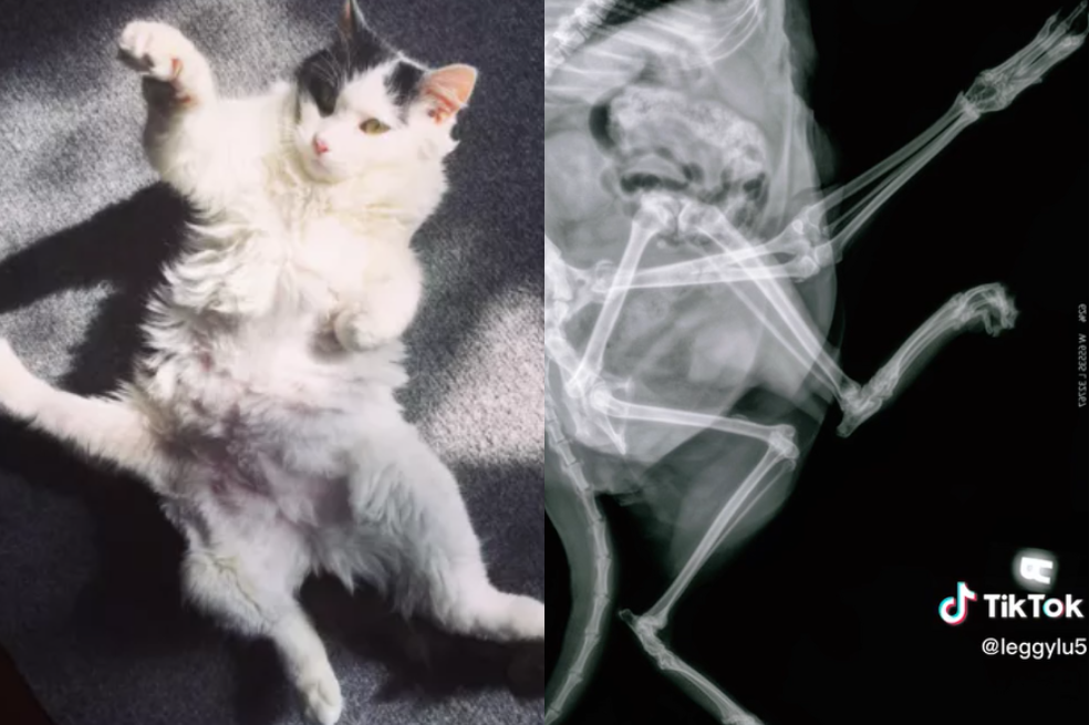 Dueña de una gatita de cinco patas está recolectando dinero para tratar sus enfermedades
