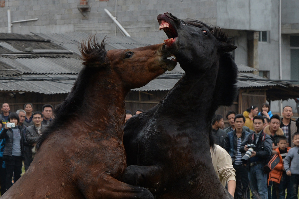 Peleas de caballos para recibir el año nuevo chino