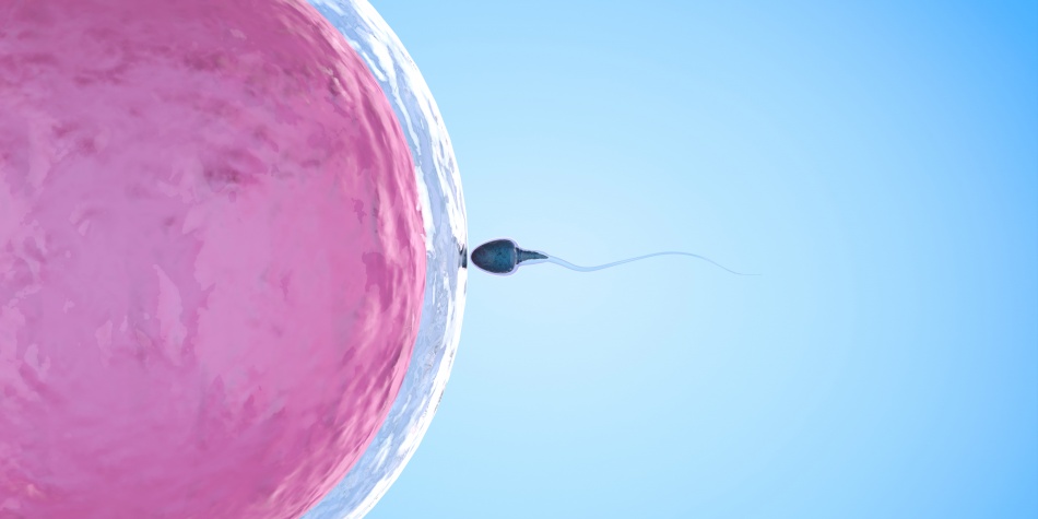 Espermatozoides y metáforas