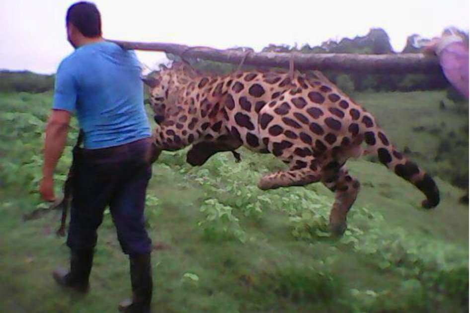 Corantioquia investiga caza de jaguar en el Magdalena Medio Antioqueño