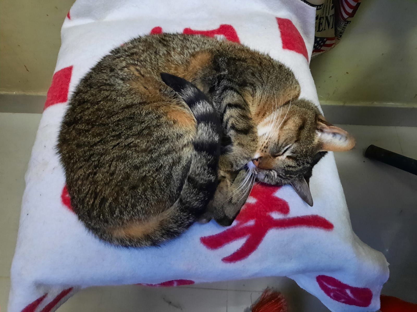 ¿Dónde adoptar perros y gatos en Bogotá?  10 mascotas que buscan un hogar