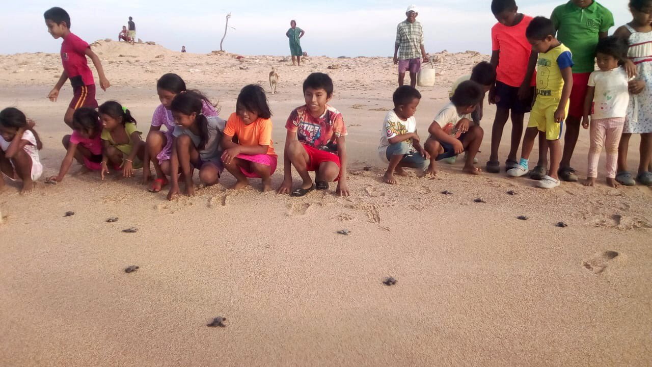 Las tortuguitas que dieron su primer viaje al mar de la mano de niños Wayuú