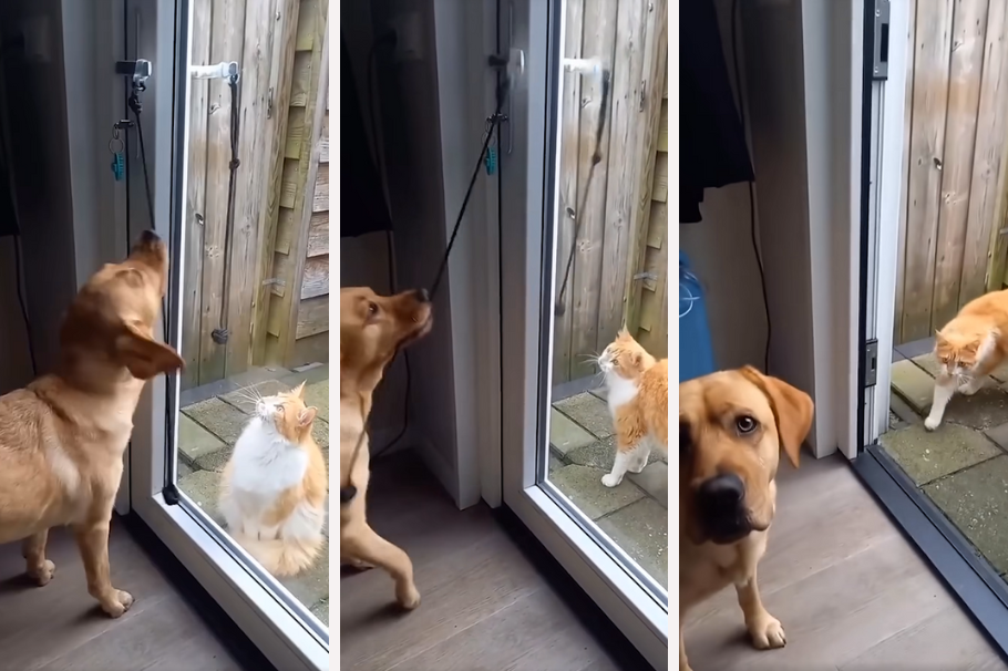 Amistad peluda: Labrador y gato se convierten en la pareja más tierna de internet