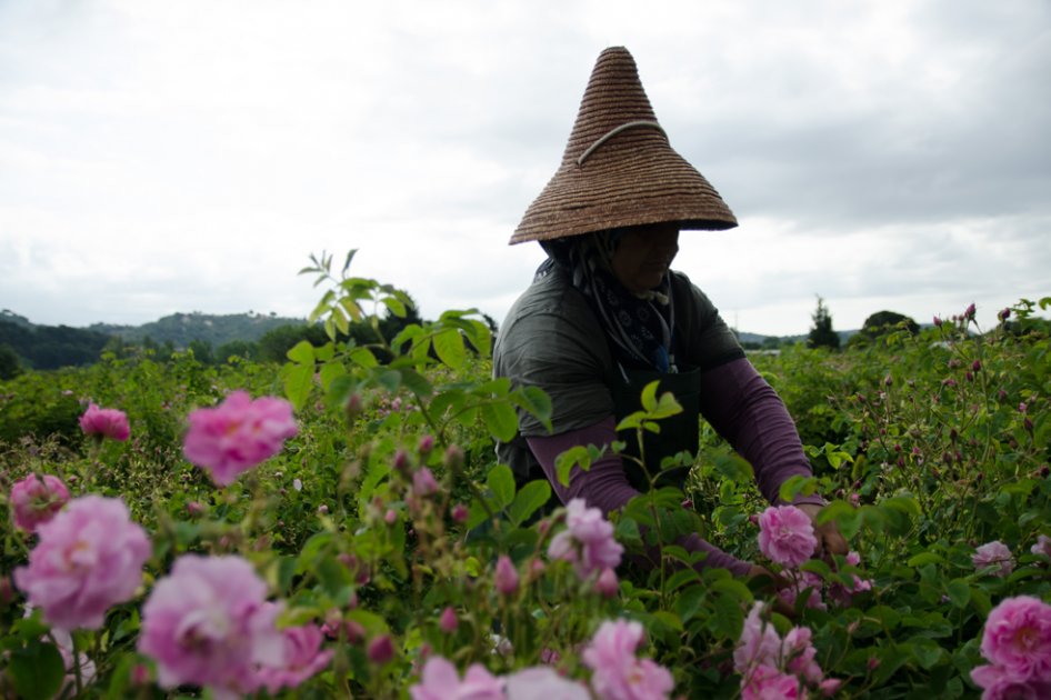 Así se cultivan las flores que le dan vida al Chanel No 5