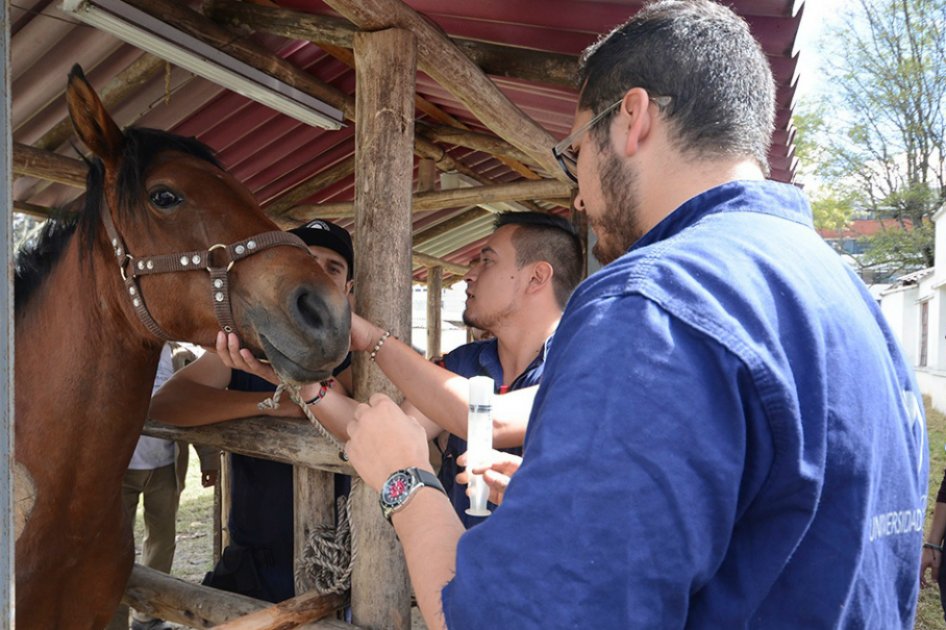 La Universidad Nacional espera recibir un promedio de 16 caballos a la semana. / Foto: Tomada de Unimedios