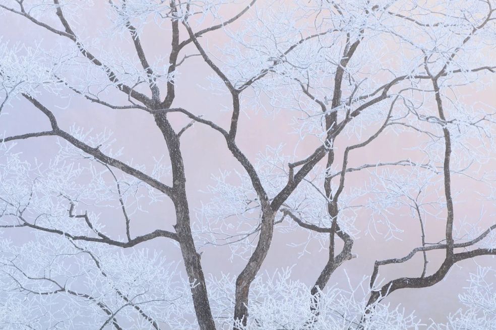 Categoría Paisaje íntimo: El fotógrafo Sho Hosino contrasta la claridad y la oscuridad en esta imagen de un árbol cubierto de escarcha en Nagano, Japón.