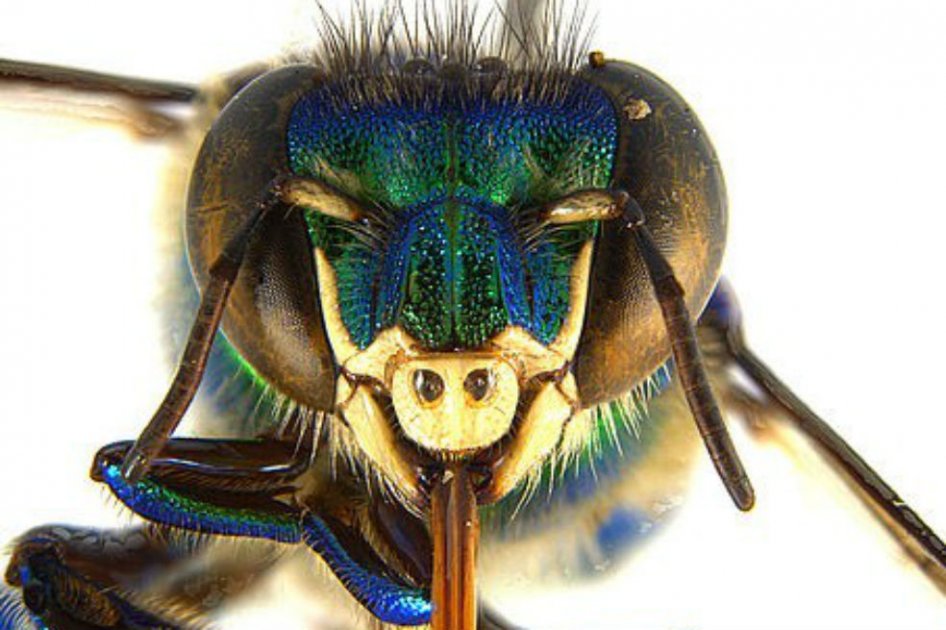 Registran nuevas especies de abejas de las orquídeas en Colombia