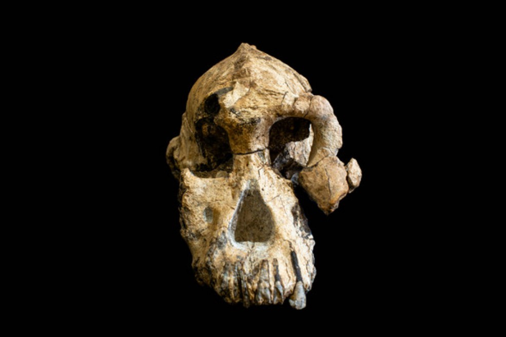 Cráneo de 'Australopithecus afarensis'Dale Omori, cortesía del Museo de Historia Natural de ClevelandUn nuevo rostro entre los homínidos