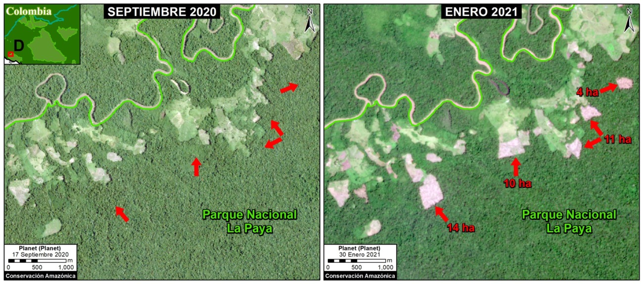 Deforestación en el Parque Nacional La Paya, sector norte.
