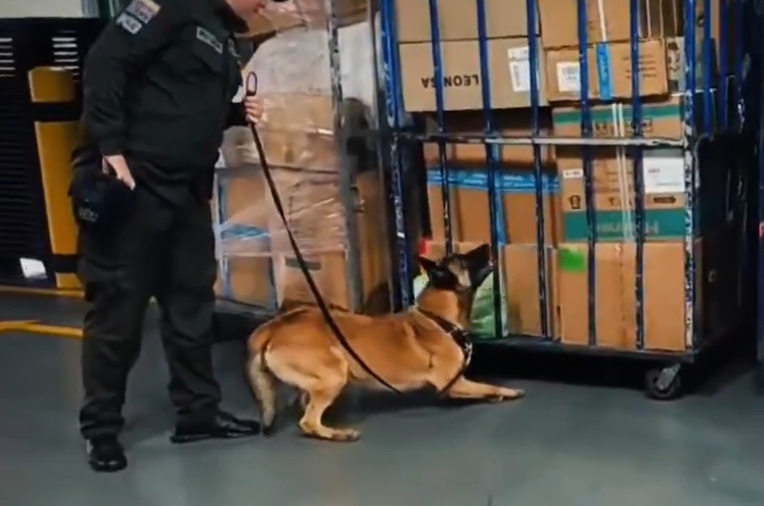 Kira, la perrita policía que detectó 100 kilos de marihuana en el aeropuerto El Dorado