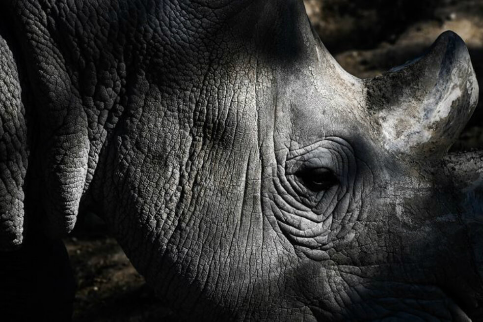 Hasta un millón de especies podrían verse amenazadas de extinción