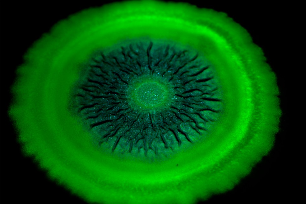 El biólogo que hace arte con bacterias