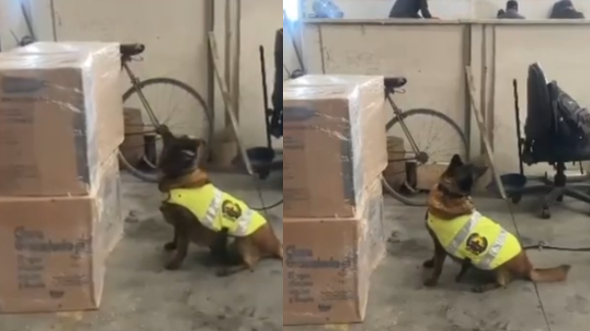 Canina Candy es la heroína en nueva incautación de estupefacientes en Cundinamarca