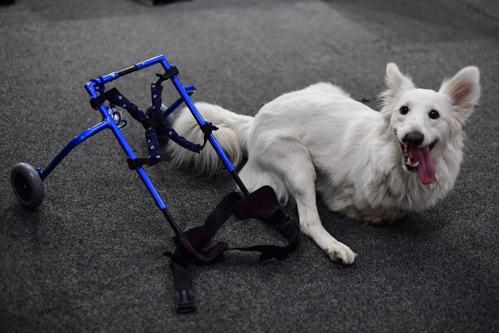 Dino es la mascota de la familia Cárdenas, utiliza su silla de ruedas desde los dos meses de edad.