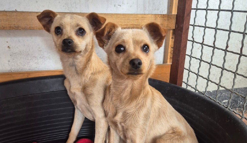 Arya y Mia solo quieren un hogar: siguen esperando una familia para siempre