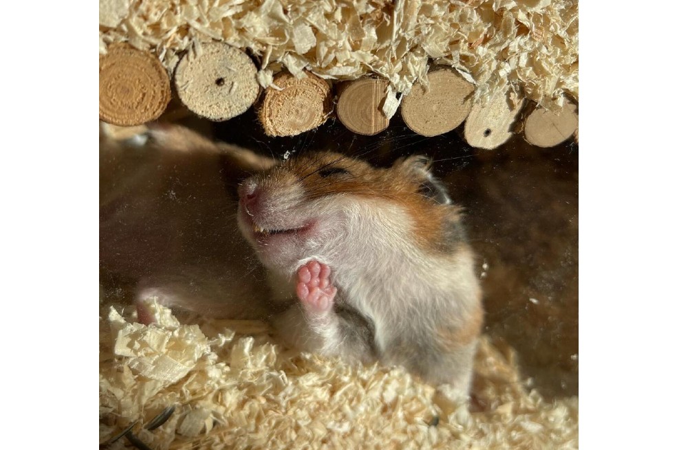 “Amante del sol”, fotografía tomada por Alina Vogel. Este es un homenaje a Freddie, un pequeño hámster que disfrutaba de los rayos del sol que se asomaban por su jaula.
