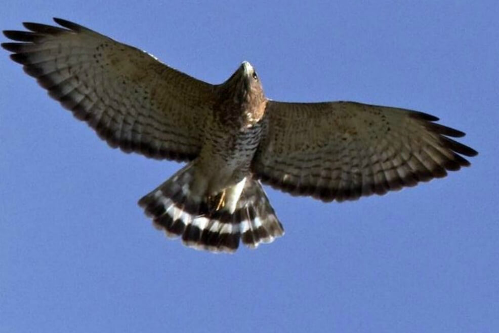 Cazadores colombianos amenazan a las águilas cuaresmeras