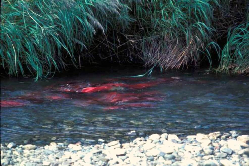 El cambio climático altera el ciclo vital de los salmones rojos del Pacífico
