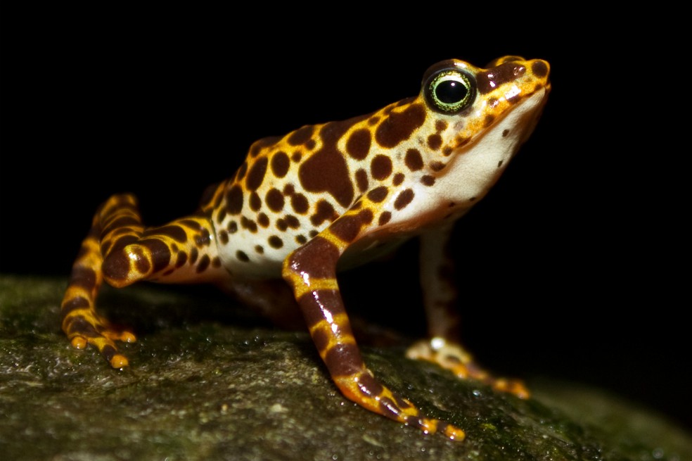 Redescubren cuatro anfibios en Colombia y Ecuador que se creían extintos