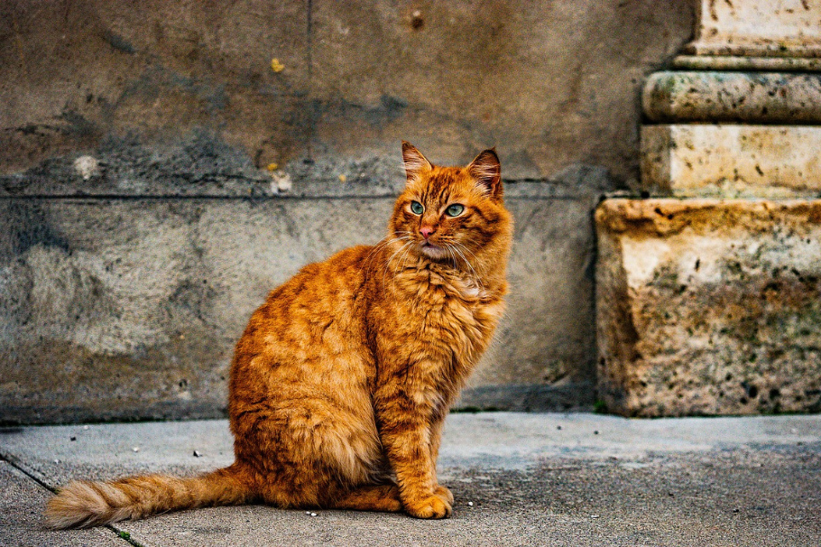 ¿Por qué los gatos se van de la casa? Aquí te contamos la razón