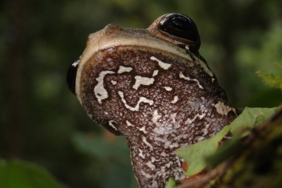 Así es la nueva especie de rana que descubrieron en un área protegida de Perú