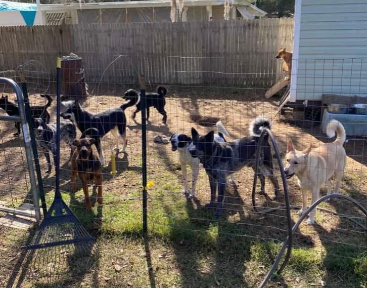 Capturan a pareja que tenía en su casa más de 100 animales en mal estado