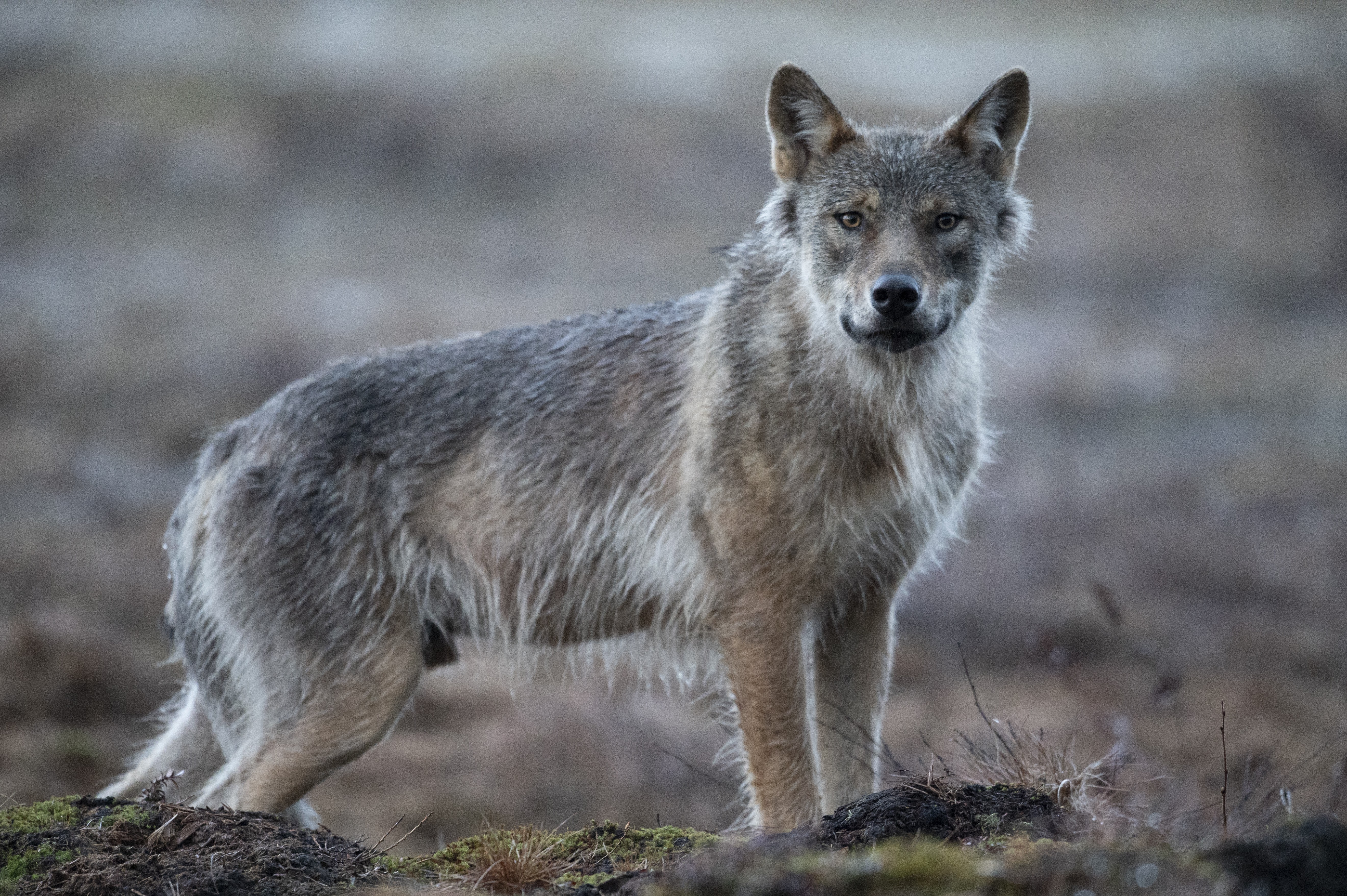 ¿Cómo se llama la cría de un lobo?